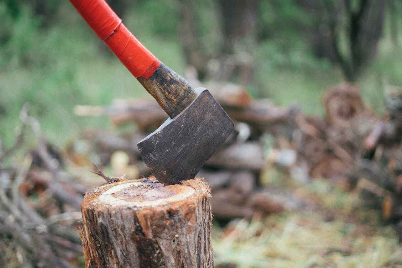 Tree Branch Trimming in Dublin, GA